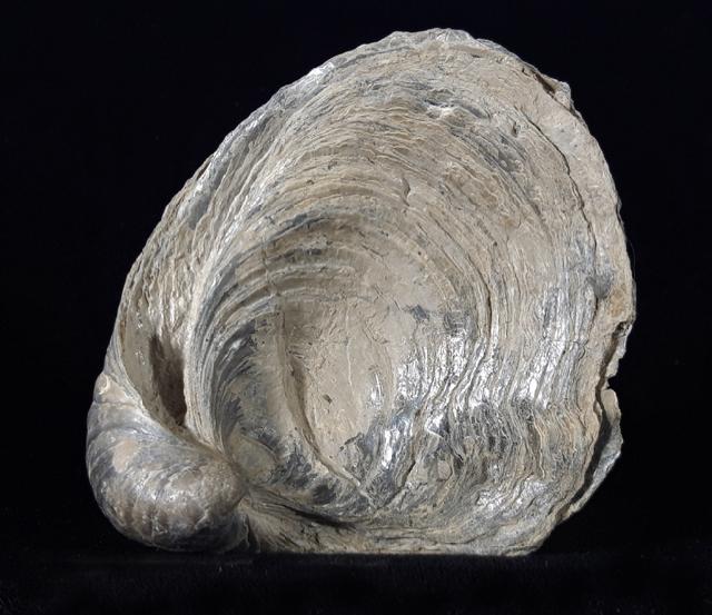 Gryphaea dilatata SOWERBY 1816 - Bild © FossNet FossilienStore
